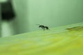 Macro horizontal image of a black ant on a green leaf Royalty Free Stock Photo