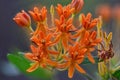 Butterfly Milkweed Asclepias tuberosa blossom. Royalty Free Stock Photo