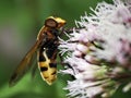 Volucella fly feeding on flower Royalty Free Stock Photo