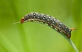 Macro of hornworm caterpillar crawling on grass blade Royalty Free Stock Photo