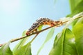 Macro of hornworm caterpillar crawling on tree Royalty Free Stock Photo