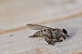 Macro Horse-fly Royalty Free Stock Photo