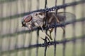 Macro Horse-fly Royalty Free Stock Photo
