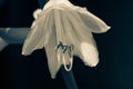 Macro of a Hosta blossom Royalty Free Stock Photo