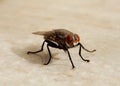 Macro of a housefly Royalty Free Stock Photo