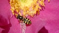 Macro of Hover fly on a Dog rose.