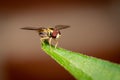 Macro of a hover fly on a green plant against a brown background. Royalty Free Stock Photo