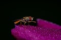 Macro of Hover Fly Sitting on Flower Petal Royalty Free Stock Photo