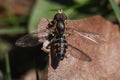 Macro of a Hover Fly (Syrphidae) resting with wings extended