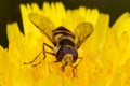 Macro Of Hover Fly On Yellow Flower