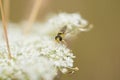 Macro hoverfly on blossoms of white wildflower Royalty Free Stock Photo