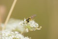Macro hoverfly on blossoms of white wildflower Royalty Free Stock Photo
