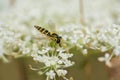 Macro hoverfly on blossoms of white wildflower