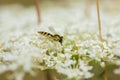 Macro hoverfly on blossoms of white wildflower