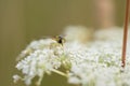 Macro hoverfly on blossoms of white wildflower