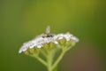 Macro hoverfly on blossoms of white wildflower Royalty Free Stock Photo