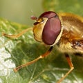 Macro of a Hoverfly compound eye on a green leaf - Volucella inanis Royalty Free Stock Photo