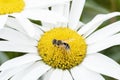 Macro of a Hoverfly Eristalis interrupta on a White Daisy