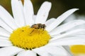 Macro of a Hoverfly Eristalis interrupta on a White Daisy