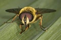 Macro of a Hoverfly on a green leaf Royalty Free Stock Photo