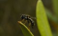 A macro of a Hoverfly on a green leaf Royalty Free Stock Photo