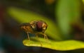A macro of a Hoverfly on a green leaf Royalty Free Stock Photo