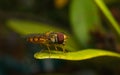 A macro of a Hoverfly on a green leaf Royalty Free Stock Photo