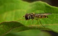 A macro of a Hoverfly on a green leaf Royalty Free Stock Photo