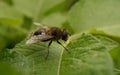 A macro of a Hoverfly on a green leaf Royalty Free Stock Photo