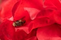 Macro hoverfly in the petals of a red rose. flower flie, syrphid flie. Insect in flower Royalty Free Stock Photo