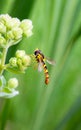 Macro of a hoverfly syrphid fly on a marjoram origanum majorana blossom