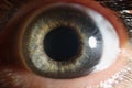 Macro human eye, dilated pupil of gray color, close-up retina Royalty Free Stock Photo