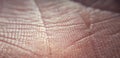 Macro of human skin texture. Dermatology pattern of healthy brown caucasian skin. Close up detail of skin Royalty Free Stock Photo