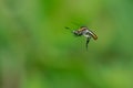 macro of a humpback fly flying freely in the air Royalty Free Stock Photo