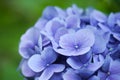 Macro Hydrangea