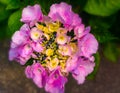 Pink Hydrangea Flower Closeup Blossom blurred background Royalty Free Stock Photo