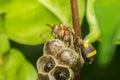 Macro of Hymenoptera on the nest in nature