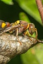 Macro of Hymenoptera on the nest in nature