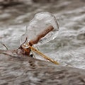 Macro of Ice Formed on Twig Royalty Free Stock Photo