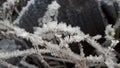 Icy branch of a bush.