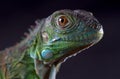 Macro iguana