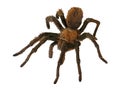 Macro illustration of a `Texas Brown` Tarantula isolated on white