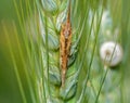A macro image of an adult Caddis fly on an ear of wheat