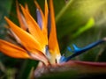 Macro image of amazing colorful strelitzia paradise bird flower blossoming against sun light