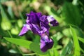 Macro image of amazing purple flower with white fluff