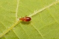 A macro image of an Anthocoris nemorum nymph Royalty Free Stock Photo