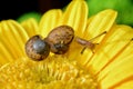 Snail trail, small mollusc crawling on a yellow gerbera Royalty Free Stock Photo