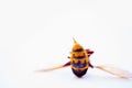 Macro image of back of wasp or hornet with sting. Danger, pain and poison concept. Selective focus on sting. Copy space for text