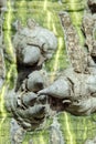 Macro image of the bark and spines of a cotton tree Royalty Free Stock Photo