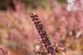 Macro image of a basil flower